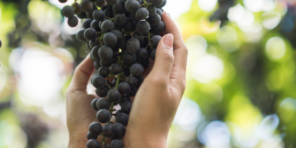 Découvrez la Dégustation de Vins IGP Alpilles au Domaine de Bois Redon à Lamanon